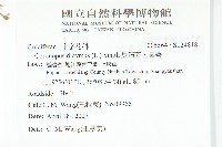 臭濱芥、臭薺藏品圖，第2張