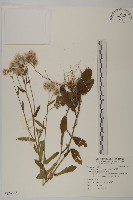 日本假蓬藏品圖，第1張