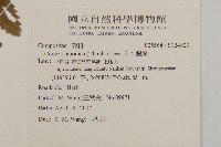 日本假蓬藏品圖，第2張