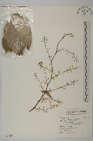 南華南蛇藤，青江藤藏品圖，第1張