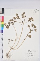 澤漆藏品圖，第1張