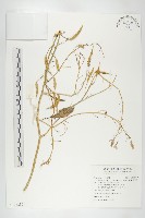 濱萊菔藏品圖，第1張