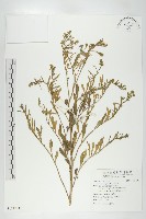 獨行菜藏品圖，第1張