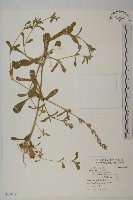 匙葉麥瓶草藏品圖，第1張