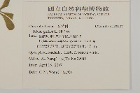 匙葉麥瓶草藏品圖，第2張