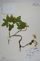 絡石藏品圖，第1張