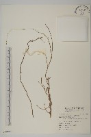 光果南蛇藤藏品圖，第1張