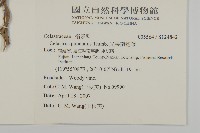 光果南蛇藤藏品圖，第2張