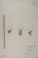 南方山芫荽藏品圖，第1張