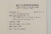 南方山芫荽藏品圖，第2張