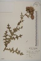 南國小薊藏品圖，第1張