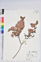 唐杜鵑、大屯杜鵑、中原氏杜鵑藏品圖，第1張