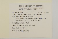 茯苓菜藏品圖，第2張