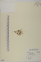 南方山芫荽藏品圖，第1張