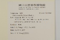 南方山芫荽藏品圖，第2張