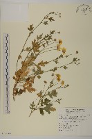 油菊、野菊藏品圖，第1張