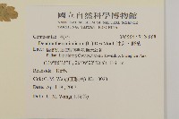 油菊、野菊藏品圖，第2張