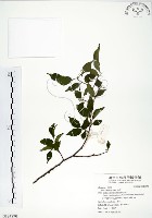 朴樹藏品圖，第1張