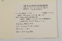 無心菜、鵝不食草藏品圖，第2張