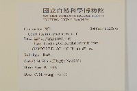 南方山芫荽藏品圖，第2張