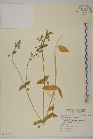 鵝兒腸藏品圖，第1張