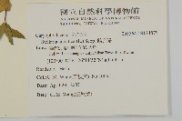 鵝兒腸藏品圖，第2張