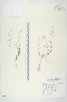 薺藏品圖，第1張