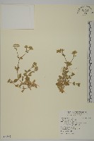 卷耳藏品圖，第1張