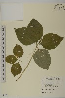 絲穗金粟蘭藏品圖，第1張