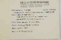 絲穗金粟蘭藏品圖，第2張