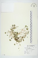 馬蹄金藏品圖，第1張