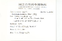 馬蹄金藏品圖，第2張