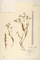 兔仔菜藏品圖，第1張