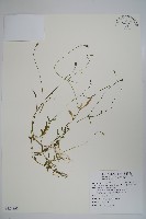 細葉蘭花參藏品圖，第1張