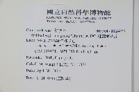 細葉蘭花參藏品圖，第2張