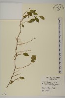 光果南蛇藤藏品圖，第1張