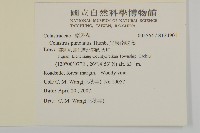 光果南蛇藤藏品圖，第2張