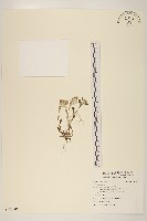 登錄號:S124906藏品圖，第1張