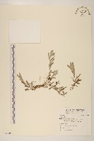 登錄號:S124907藏品圖，第1張