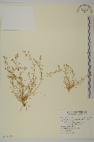 瓜槌草、漆姑草藏品圖，第1張