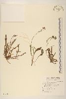 兔仔菜藏品圖，第1張