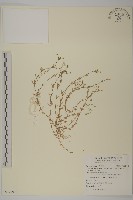 天蓬草、雀舌草藏品圖，第1張