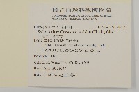 天蓬草、雀舌草藏品圖，第2張