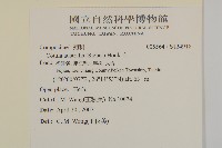 南方山芫荽藏品圖，第2張