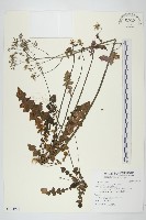 黃鵪菜藏品圖，第1張