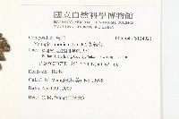 黃鵪菜藏品圖，第2張