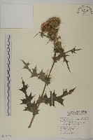 南國小薊藏品圖，第1張