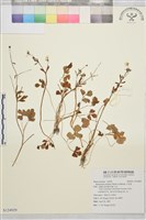 小毛茛藏品圖，第1張