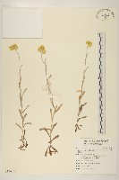 鼠麴草藏品圖，第1張