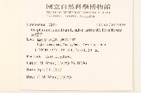 鼠麴草藏品圖，第2張